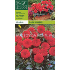 Далия ниска Ellen Houston