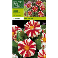 Далия ниска Fire and Ice