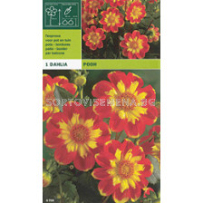 Далия ниска (Dahlia) Pooh