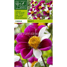 Далия ниска (Dahlia) Smarty