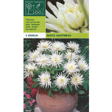 Далия ниска (Dahlia) White Happiness