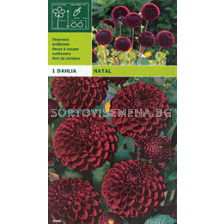 Далия (Dahlia) Pompon Natal