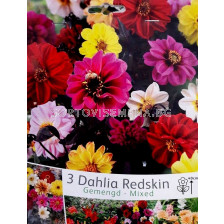 Далия Redskin Микс - Dahlia Redskin Mix