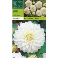 далия White - dahlia White