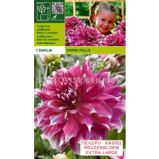 Далия (Dahlia) Yarra Falls