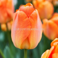 Лале/ Tulip darwin hybrid Daydream - 1 бр.