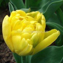 Лале /Tulip Yellow Baby/ Double 11/12