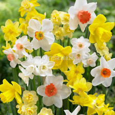Нарциси ароматни микс/ Narcissus fragrant mixed - Пакет: 1 оп. - 25 бр.