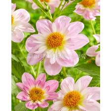 Далия collarette Teesbrook Audrey - 1 бр.