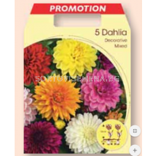 Далия декоративна микс / Dahlia decorative mixed / 1 оп ( 5 бр ) 	