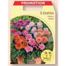 Далия Галери микс / Dahlia gallery mixed / 1 оп ( 5 бр )