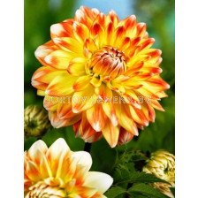далия Decorative Peaches and Cream