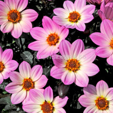 Далия / Dahlia Happy Days Pink / 1 корен