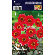 Далия (Dahlia) Top-Mix Red (ниска)