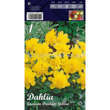 Далия (Dahlia) Anemone Diamant Yellow (ниска) 