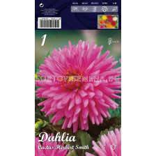 Далия (Dahlia) Cactus Herbert Smith 