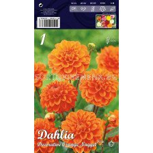 Далия (Dahlia) Decorative Orange Nugget (ниска) 