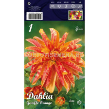 Далия Giraffe Orange - Dahlia Giraffe Orange