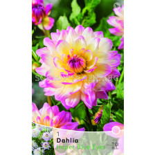 Далия Hapet blue Eyes - Dahlia Hapet blue Eyes