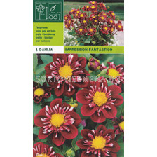 Далия ниска (Dahlia) Impression Fantastico