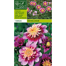 Далия ниска New Millennium