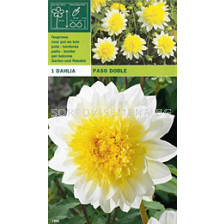 Далия ниска (Dahlia) Paso Doble