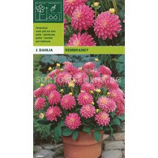 Далия ниска Rembrandt