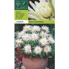 Далия ниска (Dahlia) White Happiness