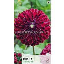 Далия Osirium - Dahlia Osirium