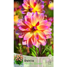 далия Pacific Ocean - dahlia Pacific Ocean