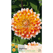Далия (Dahlia) Peaches and Cream