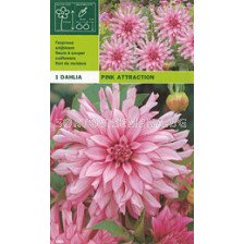 Далия (Dahlia) Pink Attraction