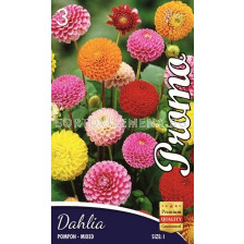 Далия (Dahlia) Pompon Mix 