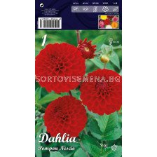 Далия (Dahlia) Pompon Nescio LSCH 