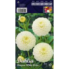 Далия (Dahlia) Pompon White Aster 