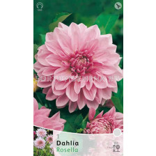 Далия Rosella - Dahlia Rosella