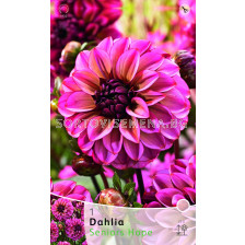 Далия Seniors Hope - Dahlia Seniors Hope