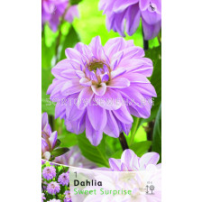 далия Sweet Surprise - dahlia Sweet Surprise
