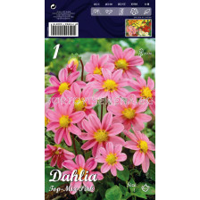 Далия (Dahlia) Top-Mix Pink (ниска) 