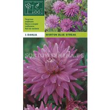 Далия (Dahlia) Worton Blue Streak