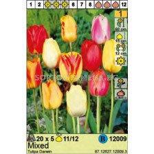 Лале/  Tulipa Darwin Mixed: Пакет: 1 оп. -  5 бр.