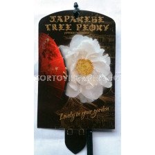 Дървовиден божур (Peony tree) Shimane-renkaku Wit - Бял 