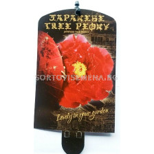 Дървовиден божур (Peony tree) Kinkaden  Donkerrood - Тъмно червен