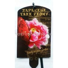 Дървовиден божур (Peony tree) Kao Donkerrose - Тъмно розов 
