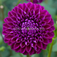 Далия / Dahlia Boom Boom Purple / 1 корен