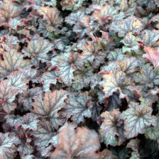 Хойхера / Heuchera Mars / 1 бр 				 