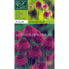 Декоративен лук (Allium) Sphaerocephalon - LSCH