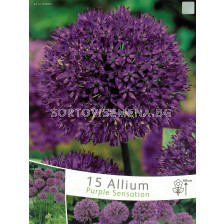 Декоративен лук (Allium) Purple Sensation