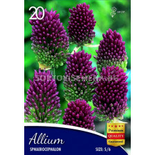 Декоративен Лук (Allium) Sphaerocephalon 