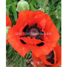 Декоративен мак червен - Decorative poppy red